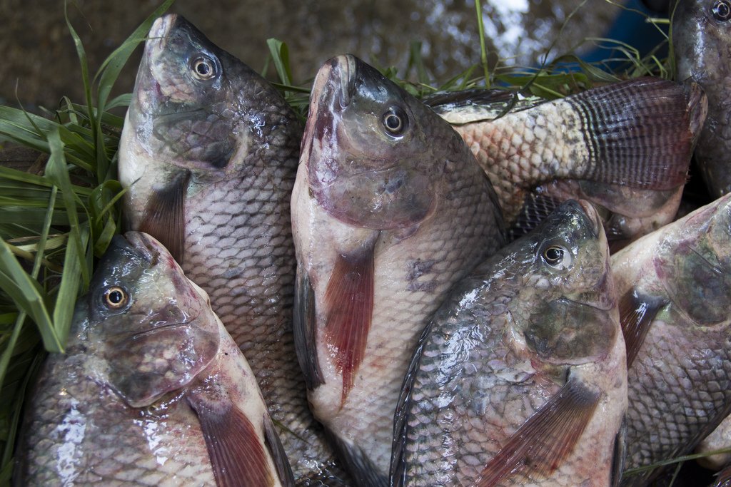 WorldFishCenter's tweet photo. #AQUA2018 STARTING TODAY! Hear from keynote speakers from Chareon Pokphand Foods, Marine Harvest ASA and @FAO about #aquaculture, food security, #sustainability, technology and the challenges &amp; opportunities for continued development: https://t.co/Uf1w0EATGL #WeRAquaculture #EAS https://t.co/srowwsDQqc