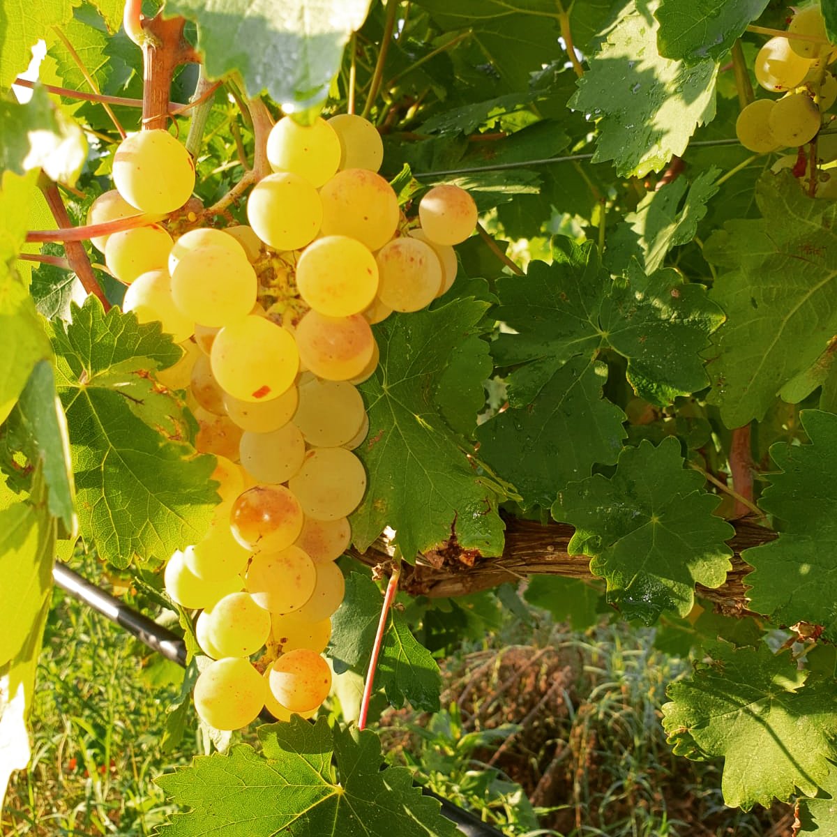 Грилло сорт винограда