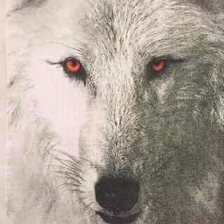 Kaymo_wolf's tweet image. I'm back 
Hey Twitter world 🐺
I'm happy to be back 
What did I miss 🐺🐺😊😁😀