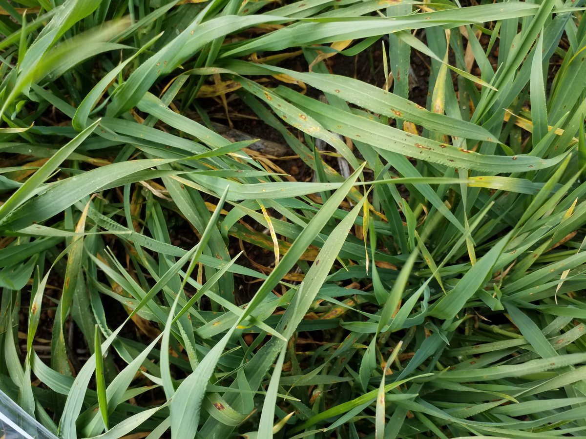 DavidBMoody's tweet photo. Net form net blotch getting going in Oxford barley near Gibson, WA. Interestingly no other varieties affected (as yet). Nasty disease. The number one disease enemy for the barley industry. #intergrain https://t.co/z4iV992sEG