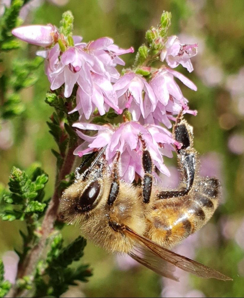 Heather is looking amazing in full bloom on heathlands atm. Get out there and enjoy the flowers. Honey bees are making the most of the bounty. #heatherhoney is some of the best. 😋 #honeybees