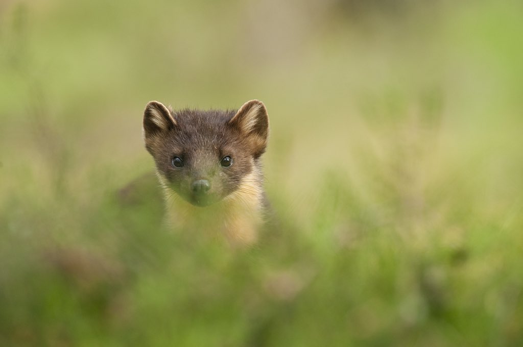 A pine marten has been discovered in Derbyshire - the first confirmed sighting in 16 years! 

Read all about it: derbyshirewildlifetrust.org.uk/news/rare-pine… 📷 Terry Whittaker/2020Vision 

<a href="/bbcemt/">BBC East Midlands</a> <a href="/WildlifeMag/">BBC Wildlife</a> <a href="/BBCSpringwatch/">BBC Springwatch</a> <a href="/ChrisGPackham/">Chris Packham</a> <a href="/patrick_barkham/">Patrick Barkham</a> <a href="/guardianeco/">Guardian Environment</a> @DerbyshireBEVS <a href="/TimBirchWild/">Tim Birch</a>