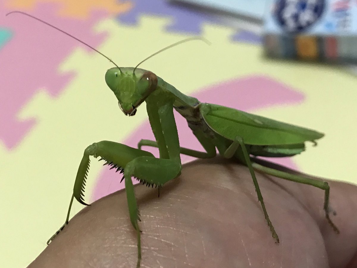 Nawoqi Na Twitteru ベランダにカマキリきた カワイイ 昆虫の中で一番カワイイ 一度ハナカマキリと触れ合ってみたい