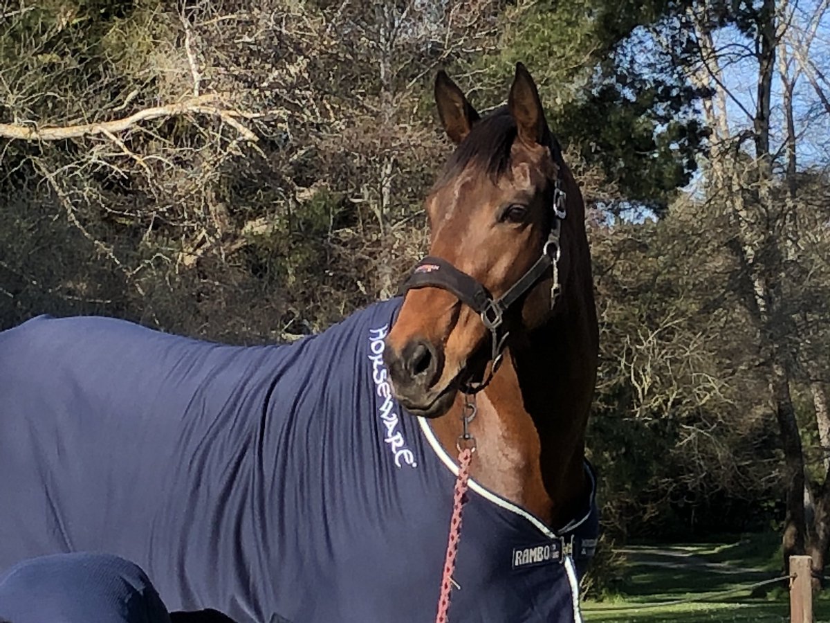 ree_moss's tweet photo. Hannah posing in the sun wearing her limited edition Horseware rug from the 2018 Land Rover New Zealand Horse of the Year Show @Horseware @HorseFitNZ #posingpony #iwearhorseware #horseware https://t.co/wJeHNpp1vx