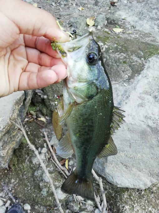 実はブラックバスてこんな魚 意外に知られていない生態 釣りメディアgyogyo