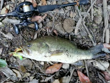 実はブラックバスてこんな魚 意外に知られていない生態 釣りメディアgyogyo