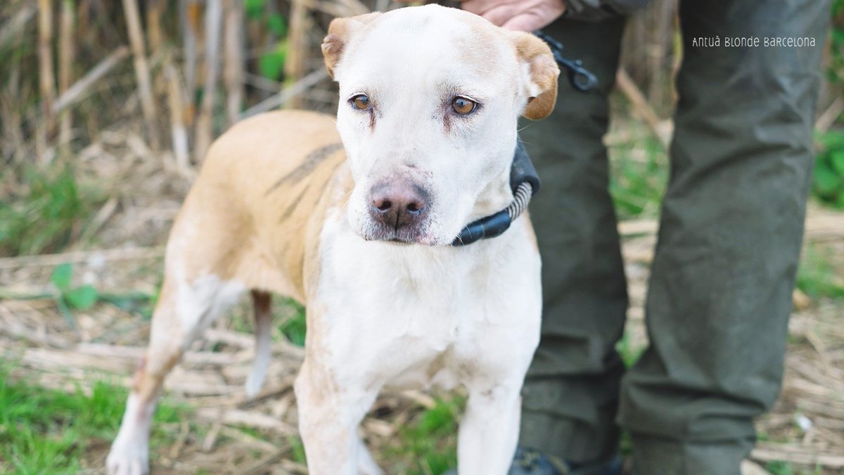 protemataro's tweet image. Mirar els seus ulls i comprendre que no podem parar, que hem de seguir treballant per ells, perquè només ens tenen a nosaltres... #mirades #noesmereixenpatir #sonvides #perells #adopta