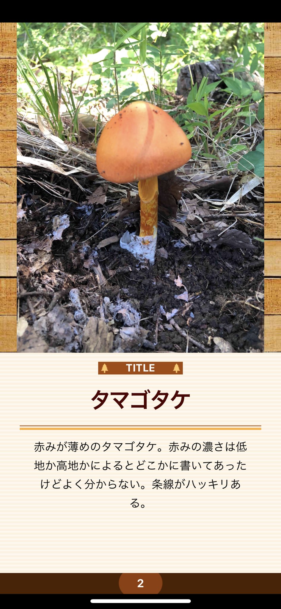 My図鑑 図鑑作成アプリの人 タマゴタケ採集したので 図鑑作成アプリ My図鑑 に登録 普通のタマゴタケより赤味が薄い 低地か高地かで変わるらしいとどこかに書いてありましたが不明 条線はハッキリある My図鑑 きのこ図鑑 キノコ図鑑 きのこ