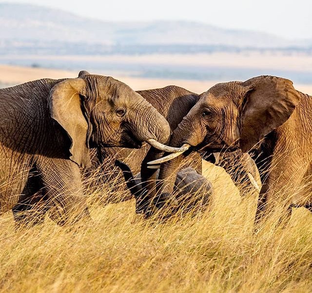 goplacesdigital's tweet photo. There's A Magic In Working Together!! Magical Kenya Travel Expo 2018 #GoMKTE2018 #MKTE2018 @MagicalKenya >https://t.co/M2k9dm5Cu7 @KTF_Kenya @fhersy @MKTravelExpo @fhersy Photo Credit: @mwarv
Photo: Opening of #MKTE2017 https://t.co/dZbo4jyqZ4