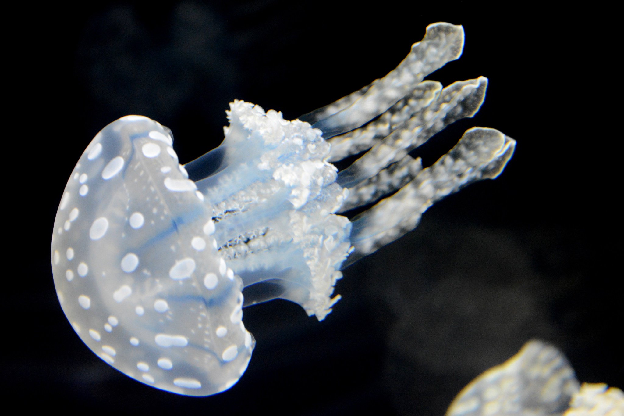 京都水族館 on X: 