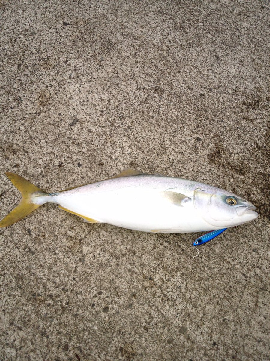 フロントーサ 0127 Com Twitter フロントーサ 0127 Com Twitter