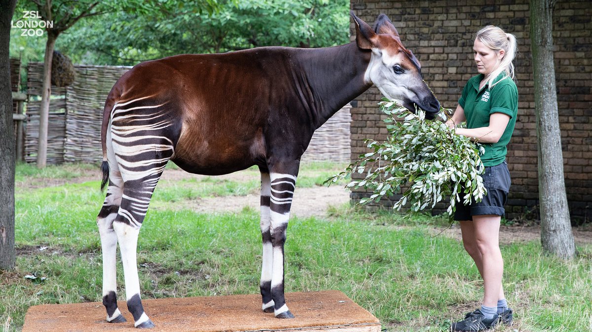zsllondonzoo's tweet image. Oni was treated to some fresh leafy browse after stepping on the scales in our annual weigh-in. We record heights and weights of all animals, big and small, and each measurement is added to a database shared with zoos all over the world! #ZooLife