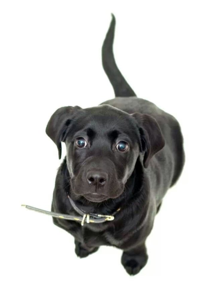HowlBarLeeds's tweet image. How gorgeous is this little lady?! Sabbath is our very own general manager Tina's black lab. #dogfriendlybar #we❤️dogs #leedsbar #rocknrolldoggie
