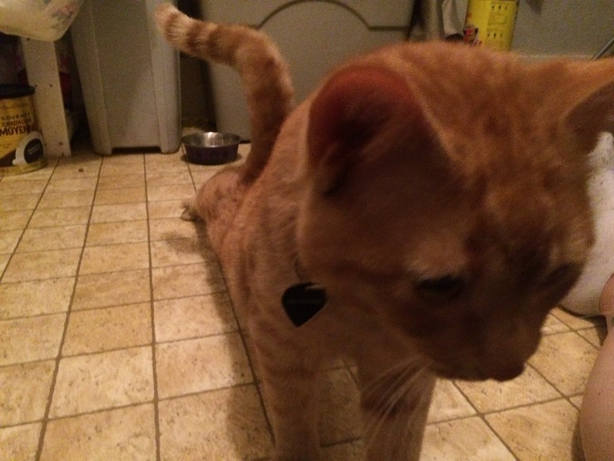 deirdrestatham's tweet image. “You taking pictures? Ya, you’re taking pictures! Lemme see!”
#kitty #gettingbig #furbaby