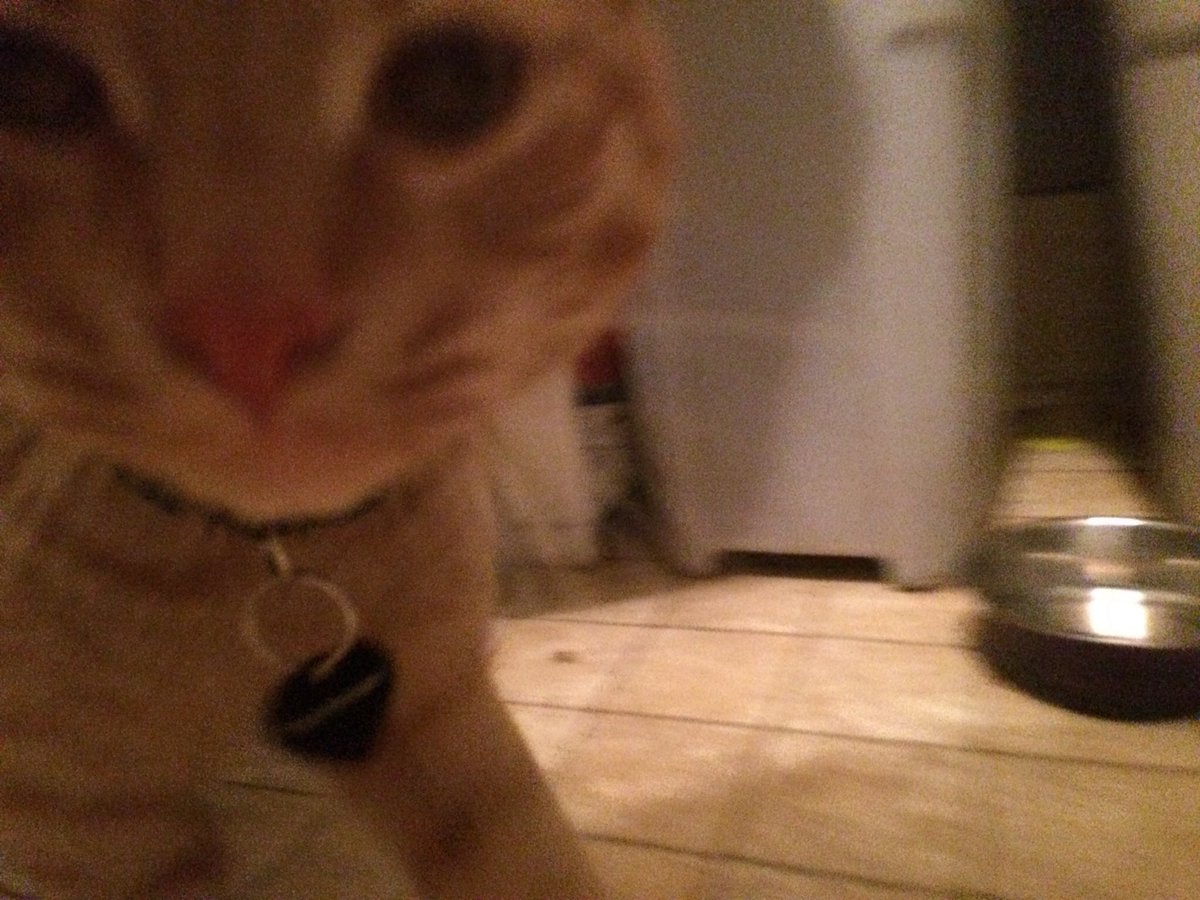 deirdrestatham's tweet image. “You taking pictures? Ya, you’re taking pictures! Lemme see!”
#kitty #gettingbig #furbaby