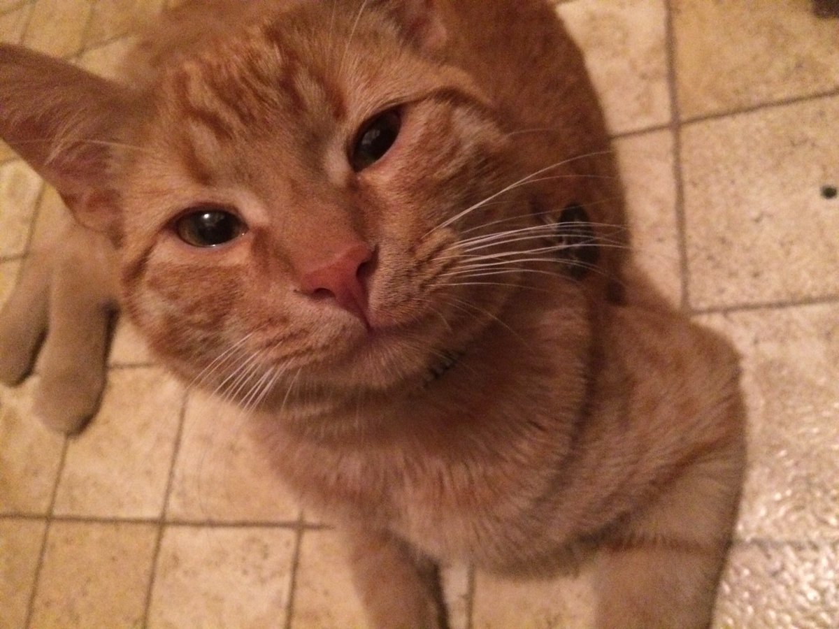 deirdrestatham's tweet image. “You taking pictures? Ya, you’re taking pictures! Lemme see!”
#kitty #gettingbig #furbaby