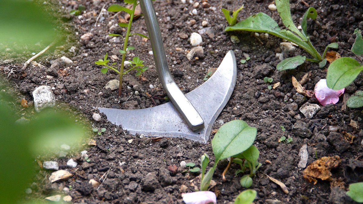 burgonandball's tweet image. Are your weeds running rampant again after the rain? Our Weed Slice will make short work of cutting them down to size. The high carbon steel head skims just below the surface to cut through roots and shoots. From good #garden centres &amp;amp; ow.ly/WwfP30lxtvr. #gardening