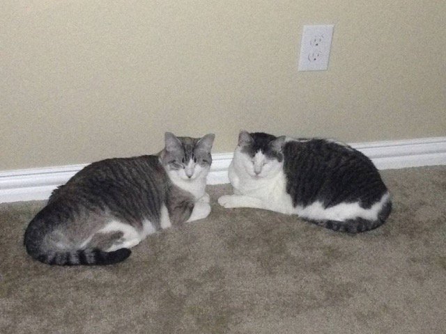 AlleyCatAngelTX's tweet photo. Darlings Belle and Bliss are super soft and ready to purr.  Today PetSupermarket in Hurst. https://t.co/5GmxrY1trd