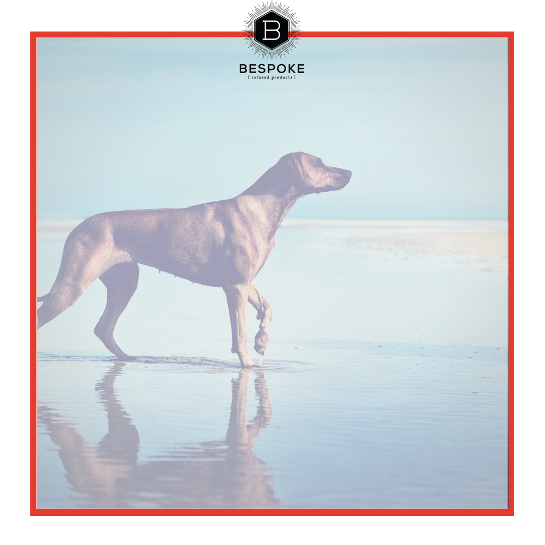 bespokextracts's tweet photo. An estimated 1-5% of dogs suffer from seizures. There are two types of seizures; symptomatic or idiopathic. One is caused by abnormalities in the brain while the other is believed to be genetic. CBD is one of the leading #naturalmedicines dog owners are turning to for their f ... https://t.co/xWbgL5Vo0d