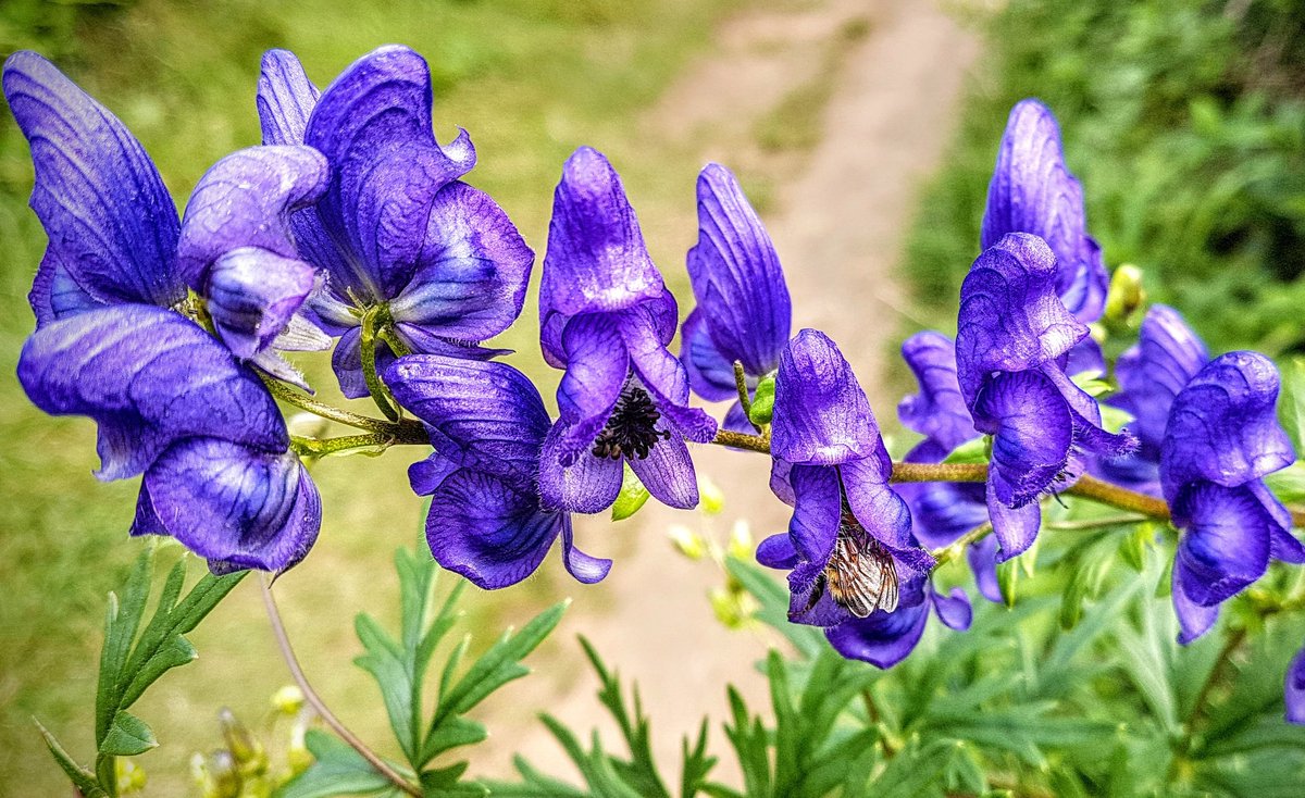 CarolineTabah's tweet photo. Hide and seek. "Can you find me?" says the bumblebee./ Jeu de cache- cache. "Peux-tu me trouver?" dit le bourdon.
#gaspesie #forillon #parcforillon🙌 #forillonparc #flowers #purple #bumblebee #nature #environment #beauty #wonders #hideandseek #cachecache https://t.co/jZkvzveIaI