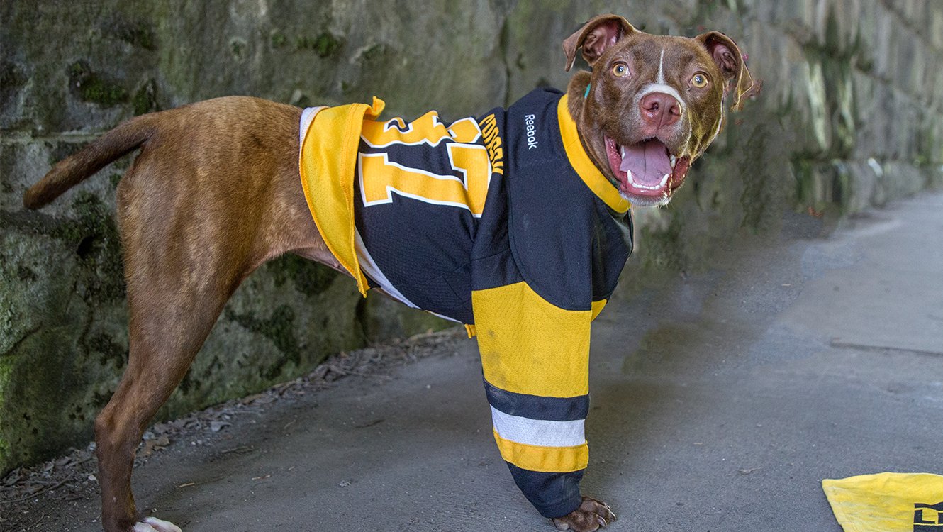 pittsburgh penguins dog jersey