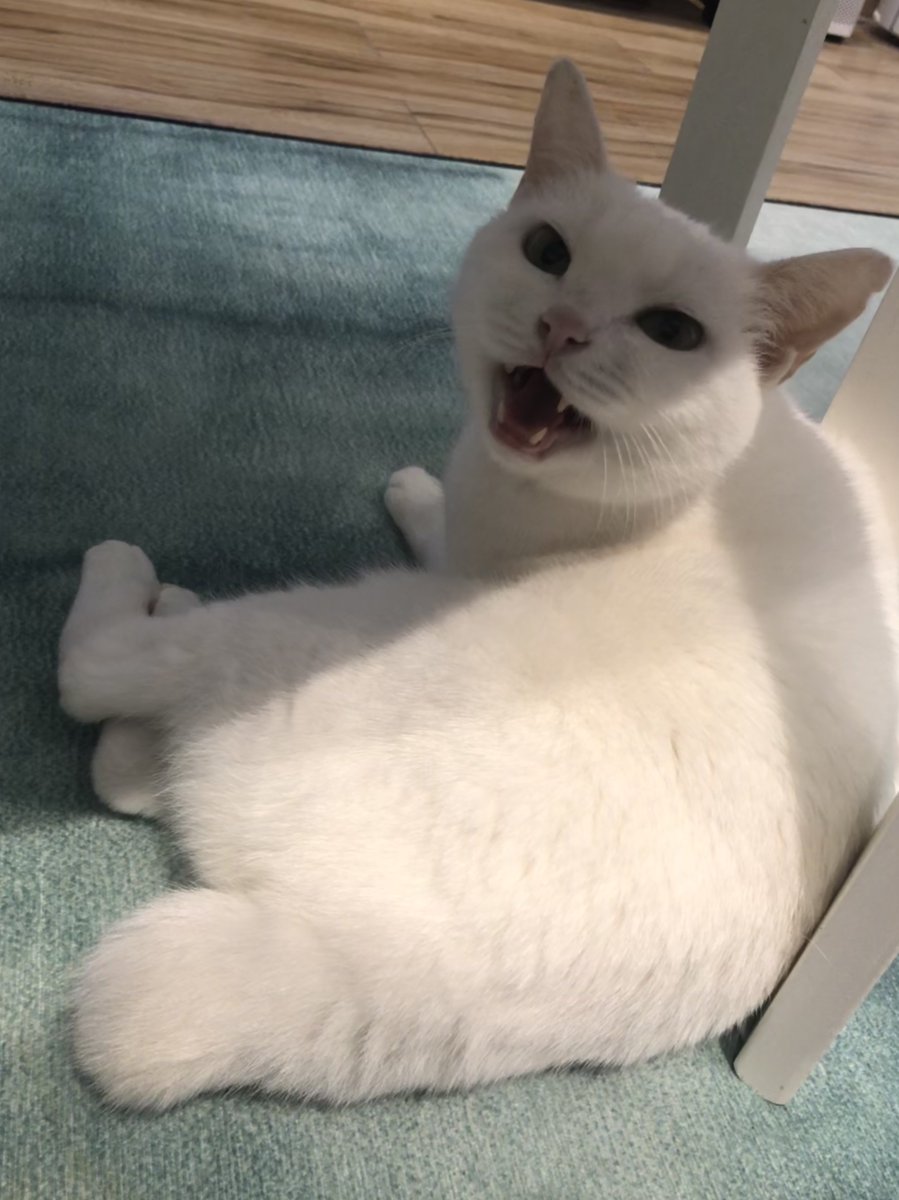 rbttt's tweet image. 拍了一斤照片，张张可爱，但是推特最多就只能发四张……不如就欢迎打钱～给多给少都是心意，备注微信号，我会把修好的图全发你，可以用来假装自己的猫哈哈哈。
请不要骂我，就拿猫举例，每月猫粮200，看病1000，零食猫砂200，所以我每发一条照片推背后成本可能就700…
啾啾咪 预祝我明年生日快乐