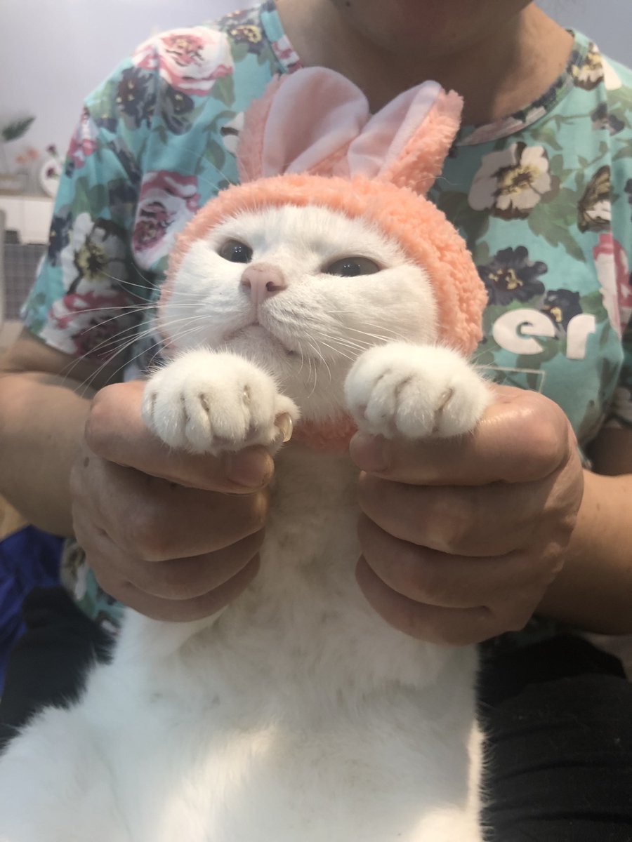 rbttt's tweet image. 拍了一斤照片，张张可爱，但是推特最多就只能发四张……不如就欢迎打钱～给多给少都是心意，备注微信号，我会把修好的图全发你，可以用来假装自己的猫哈哈哈。
请不要骂我，就拿猫举例，每月猫粮200，看病1000，零食猫砂200，所以我每发一条照片推背后成本可能就700…
啾啾咪 预祝我明年生日快乐