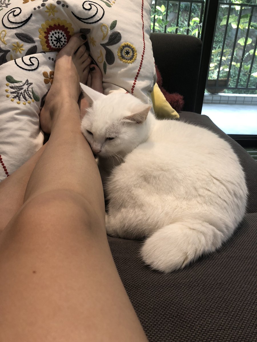 rbttt's tweet image. 拍了一斤照片，张张可爱，但是推特最多就只能发四张……不如就欢迎打钱～给多给少都是心意，备注微信号，我会把修好的图全发你，可以用来假装自己的猫哈哈哈。
请不要骂我，就拿猫举例，每月猫粮200，看病1000，零食猫砂200，所以我每发一条照片推背后成本可能就700…
啾啾咪 预祝我明年生日快乐