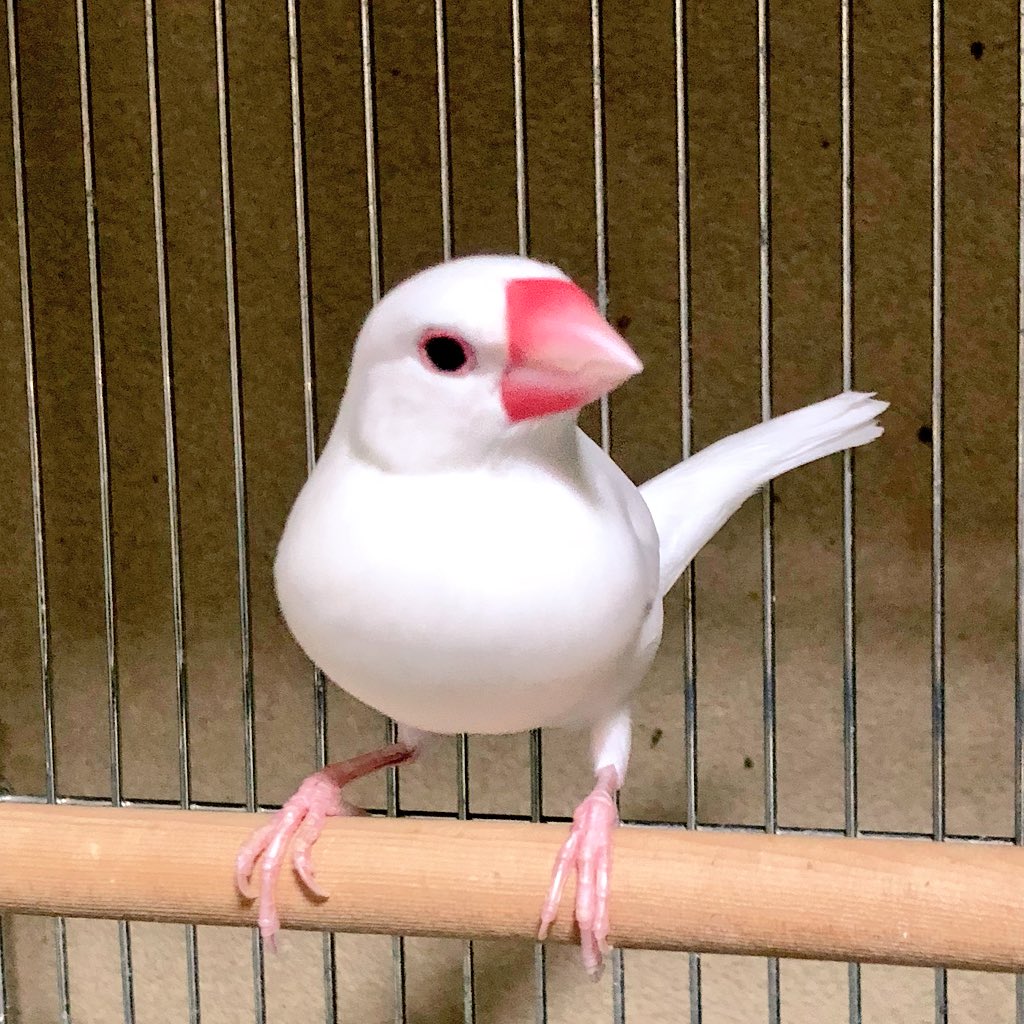 のりこ𓅪𓅪𓅪 今日のおやつは文鳥の嘴色のムースです 文鳥 ヴィタメール