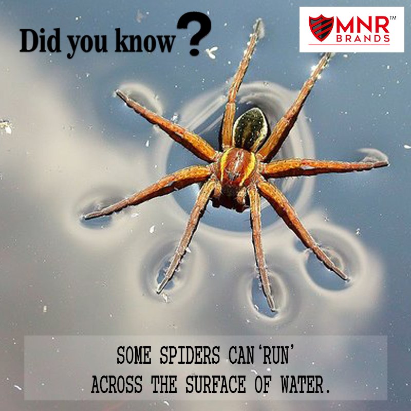 MNRbrands's tweet photo. Whether land or water, ensure that spiders don’t live anywhere near your home. Repel them with NoSpiders.
#NoSpiders #DidYouKnow https://t.co/9ig4bisCOa