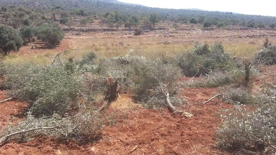  #IsraeliSettlers destroy 30 Palestinian olive trees from Sawiya village in occupied  #WestBank ࿐settler attacks on olive trees increase at Olive harvesting time, supported by heavily armed  #IOF25/8/18 #StateSponsoredTerrorism #GroupPalestine #قروب_فلسطيني http://english.wafa.ps/page.aspx?id=RuSXnna98889991959aRuSXnn