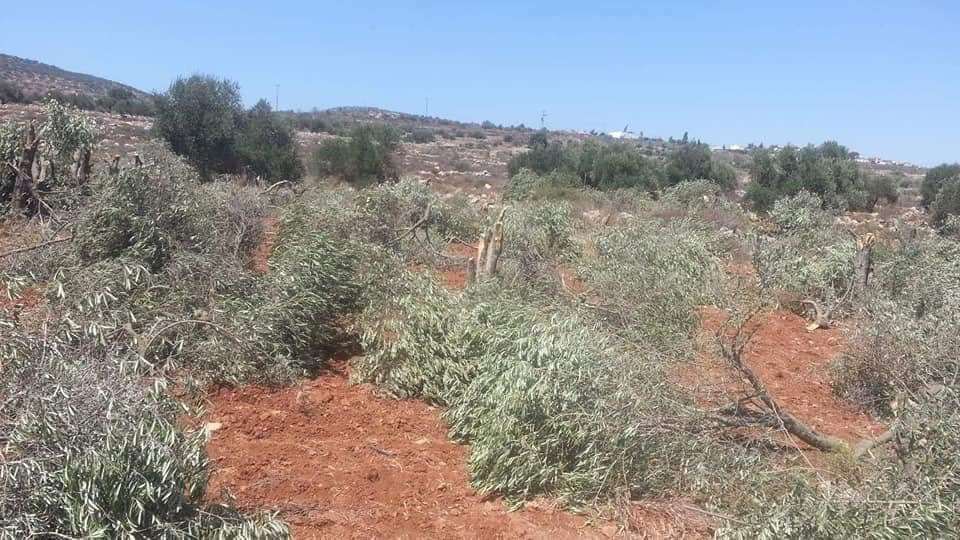  #IsraeliSettlers destroy 30 Palestinian olive trees from Sawiya village in occupied  #WestBank ࿐settler attacks on olive trees increase at Olive harvesting time, supported by heavily armed  #IOF25/8/18 #StateSponsoredTerrorism #GroupPalestine #قروب_فلسطيني http://english.wafa.ps/page.aspx?id=RuSXnna98889991959aRuSXnn