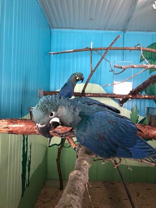 ActpParrots's tweet photo. Another of our parent raised babies has left the nest box. This time it was this gorgeous Lear‘s macaw. 
His sibling is another success, since we managed to repair a damaged egg and make him hatch... enjoy the cuteness. Have a nice weekend! 
#learsmacaw #macaw #parrots  #actp https://t.co/Kk9NC4W2QE