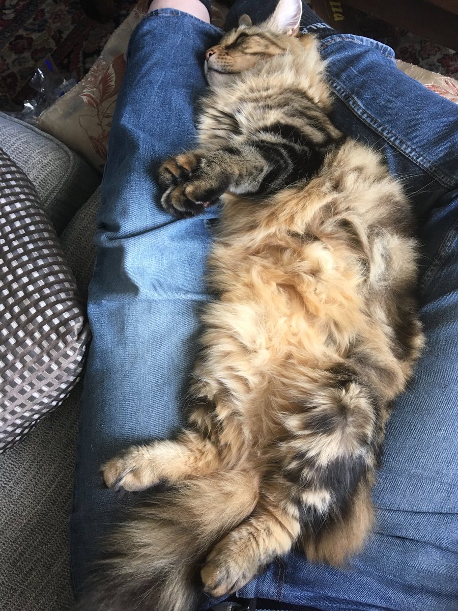 MrMaxMaximus's tweet photo. That moment where you got the human in the perfect position ❤️ https://t.co/8rkUEmV4mo