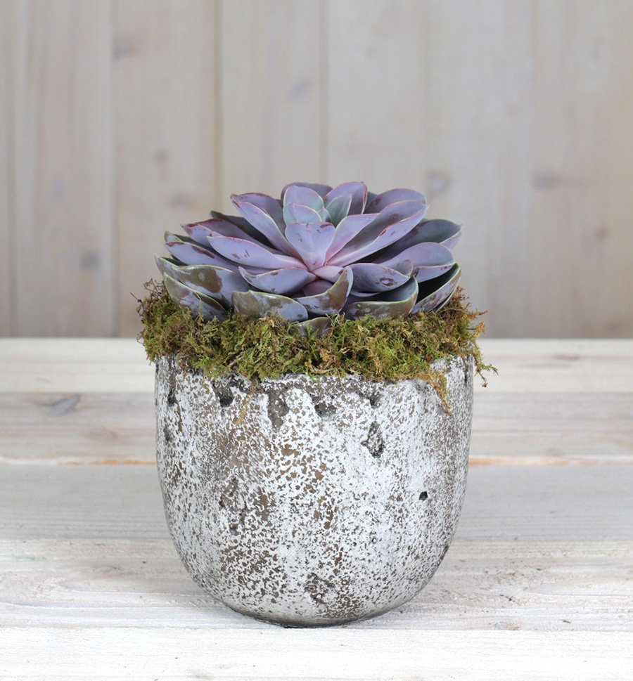 FloweramaColumb's tweet photo. Send this easy-to-care-for, long lasting succulent gift to someone special. A green thumb is not necessary as succulents are easy to maintain and beautiful to have in any room. #pottedsucculent #succulents #floweramacolumbus #localitem https://t.co/htUFs1gmjh https://t.co/EQs351hZgf