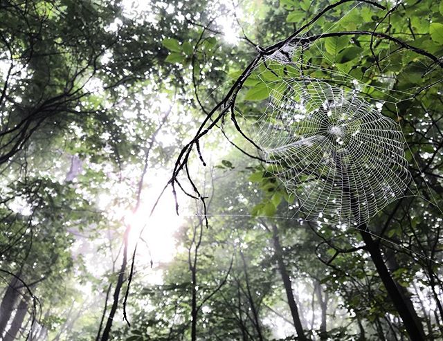 LLBean's tweet photo. “After all, what's a life, anyway? We're born, we live a little while, we die.” E.B. White, Charlotte's Web.  Thoughts from the trail.  (📷: Instagram's hikinggabe)  Learn more about our employees participating in the #LLBeanATRelay at https://t.co/zD4gYdeRwt #BeanOutsider https://t.co/csgRrIdEn2