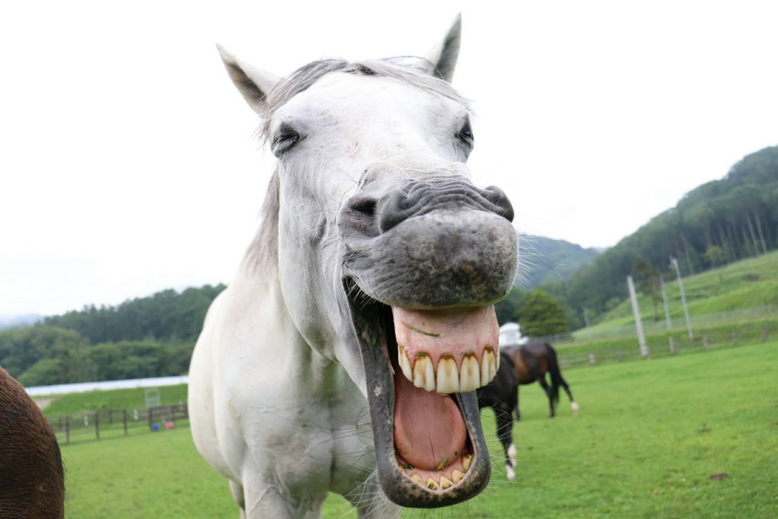 佐藤牧場 Sur Twitter ウチからも早速 ミンナノアイドル アイちゃん お馬のあくび選手権 T Co Kyg7sswdcf Twitter 佐藤牧場 Sur Twitter ウチからも早速 ミンナノアイドル アイちゃん お馬のあくび選手権 T Co Kyg7sswdcf Twitter