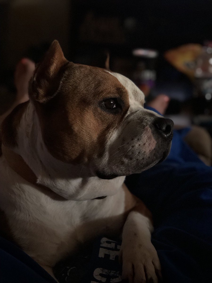 krystleallred's tweet photo. This Dog. #Cash #JoshsDog https://t.co/Lpg7jvMPyU