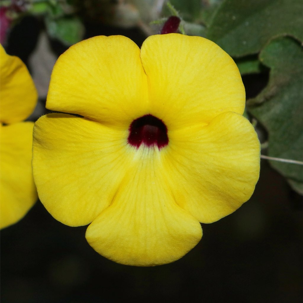 jason_nge's tweet photo. Uncarina flowering in the spiny forests of Madagascar. The genus is endemic to the region. #Uncarina #Pedeliaceae #Madagascar #MadagascarFlora #nature #wildflowers #SpinyForest #biodiversity #biodiversityHotspot @TeamKMCC https://t.co/P0fUwsiSve