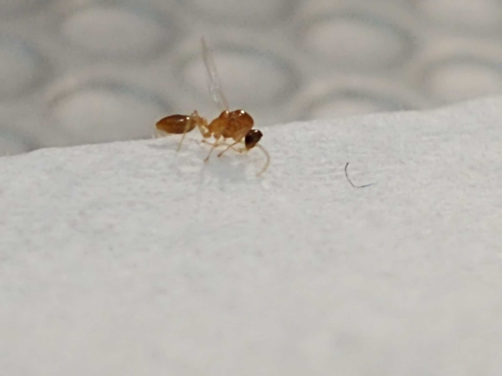 も W え Solenopsis 夜中家の中を闊歩してきたこちらの羽アリは何蟻でしょうか 以前住み着いてた働きヒメアリに比べて色のコントラストが薄い 少し大きい気がしていますが同一種でしょうか T Co 5jvjd61z1j Twitter