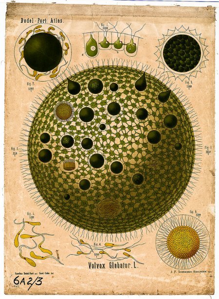 defilippovale's tweet photo. 37 of 100 #infographics way before they were so popular: Arnold Dodel (1843–1908) a Swiss-German botanist who created some stunning botanical charts. His work reminds me of Ernst Haeckel - nice, uh?https://t.co/1erzCmB2x1 #100daysofinfographics #illustrations https://t.co/Ej0uWk8bcI