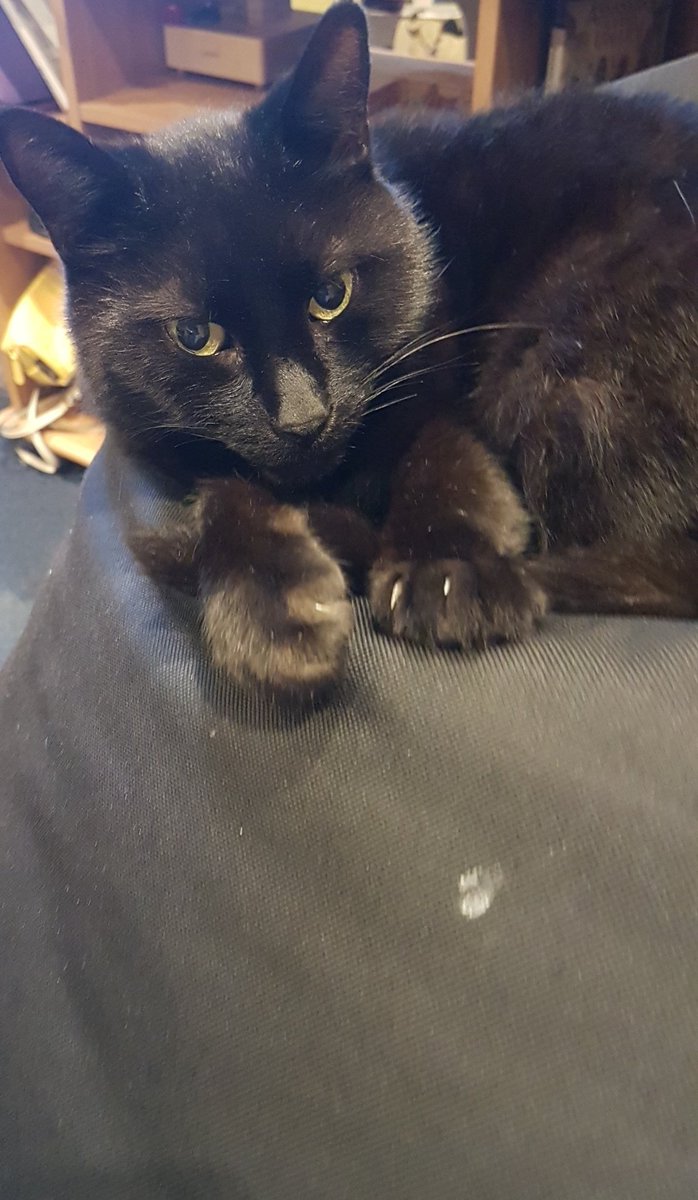 It's a cat day for me.

Leave me alone while I sleep for 12 hours.