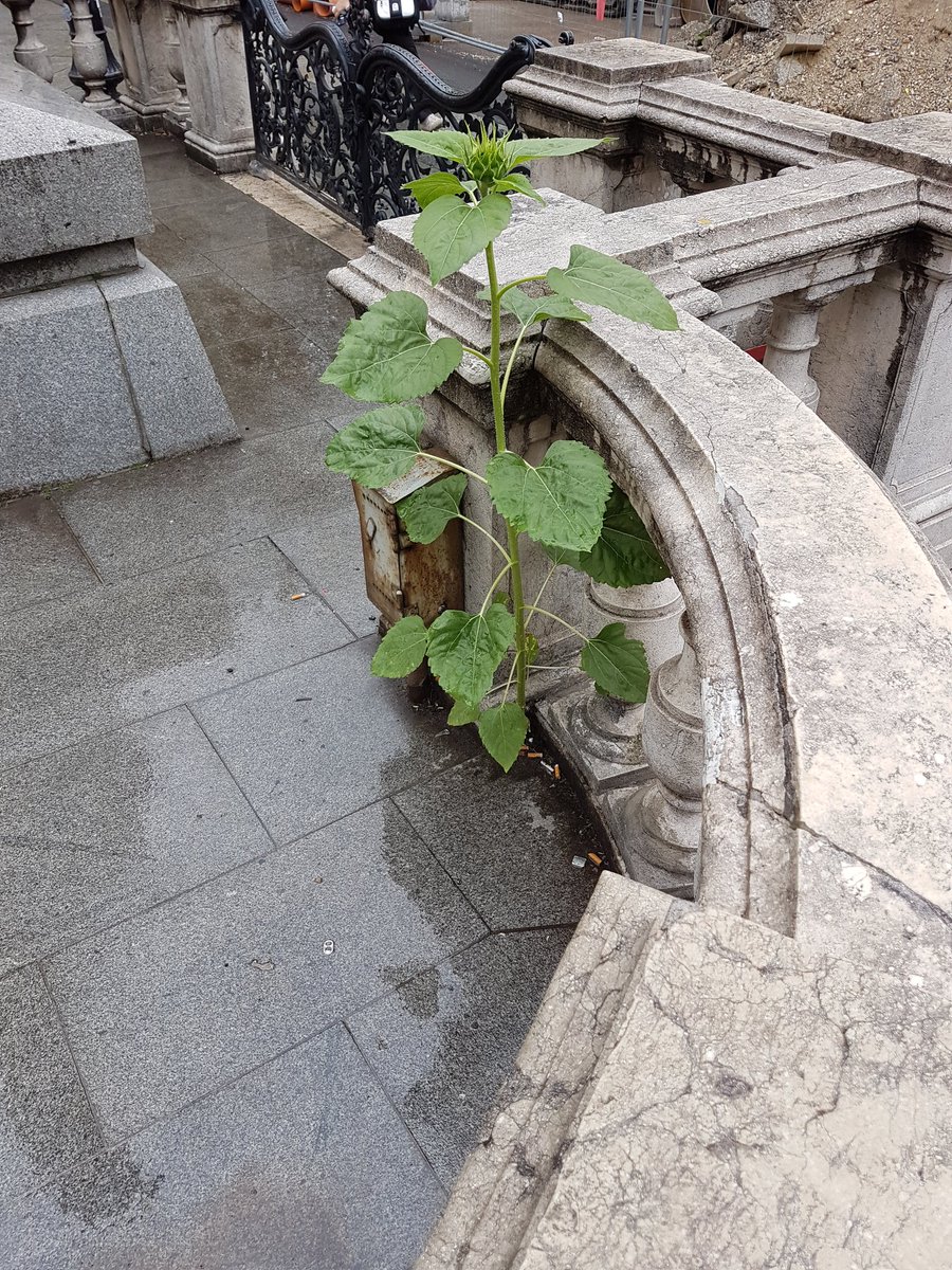 bakhall's tweet image. Mitten in Wien 🌻 #mahü