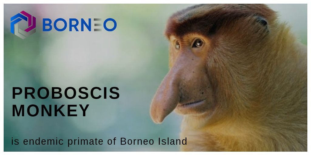 Borneo_ICO's tweet photo. Join Borneo First ICO Phase 1

We accept payment in BTC, ETH, XMR, DASH, ZEC, DASH, LTC, TRX, XZC &amp; NEO.

Get 1 BMG for $0.06🚀🚀🚀 &amp; earn EXTRA referral bonus!

#ICO #cryptocurrency  #Tron #TRX #BTC #ETH #XMR #DASH #ZEC #LTC #XZC #NEO https://t.co/zTyjsmviQ7