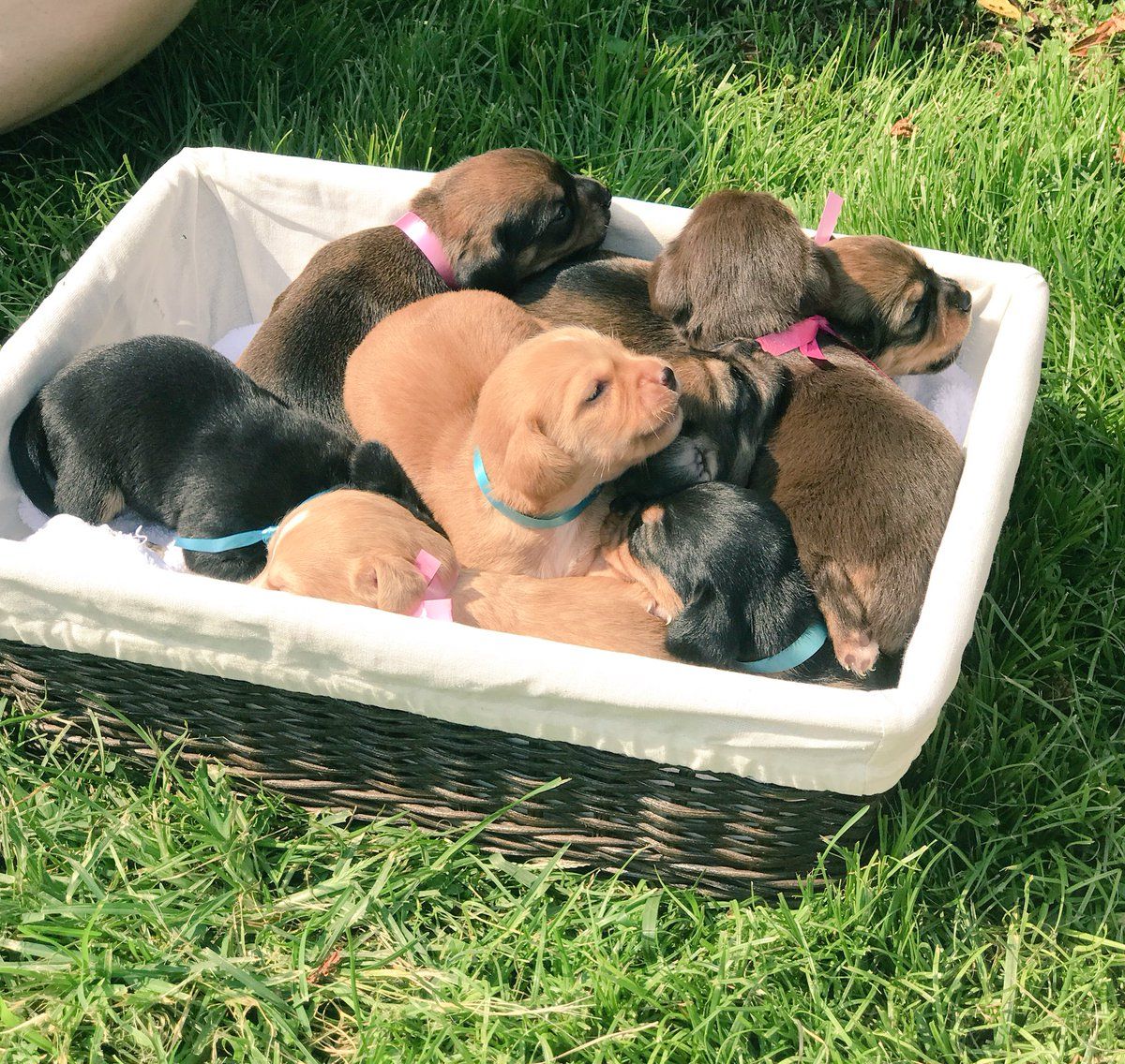 DogsByLisa's tweet image. #Puppy #Basket ☺♥