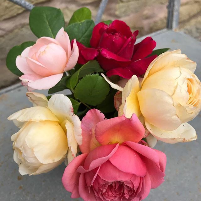 The roses are flowering again hip hip hooray 🙂#gardenroses #colour #summer #pleasedontend ift.tt/2BHZLFO