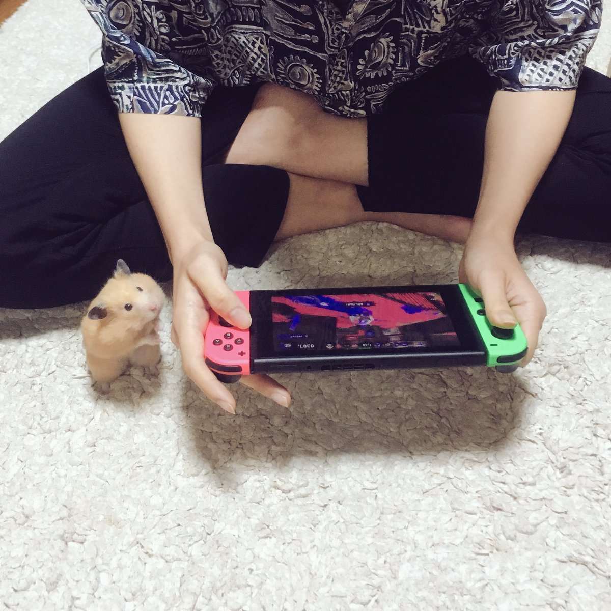 こんなのが毎日続くんです かまってほしいハムスターの甘え方が可愛すぎる ゲームなんてどうでもよくなっちゃう Togetter こんなのが毎日続くんです かまってほしいハムスターの甘え方が可愛すぎる ゲームなんてどうでもよくなっちゃう Togetter