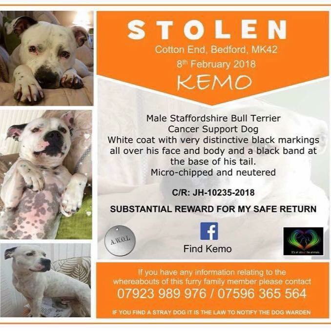 Ceapachnacaodai's tweet photo. Stolen boy Kemp is still missing, please share, possibly in Wales #iskemoinwales #findkemo #findkemo2018 #muchloved #missingpooch #stolenkemo #kemo https://t.co/zZ5278kL2d