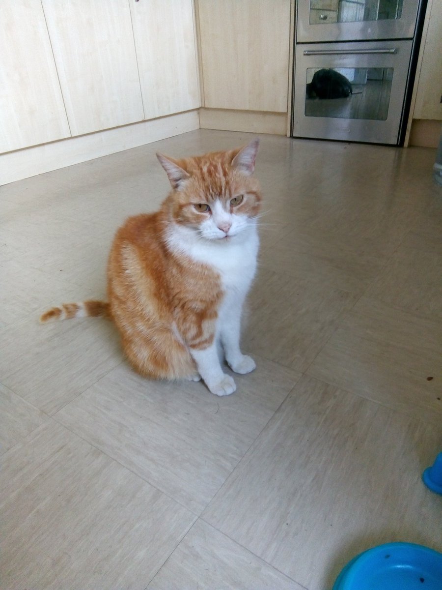 myqueueingcat's tweet image. 