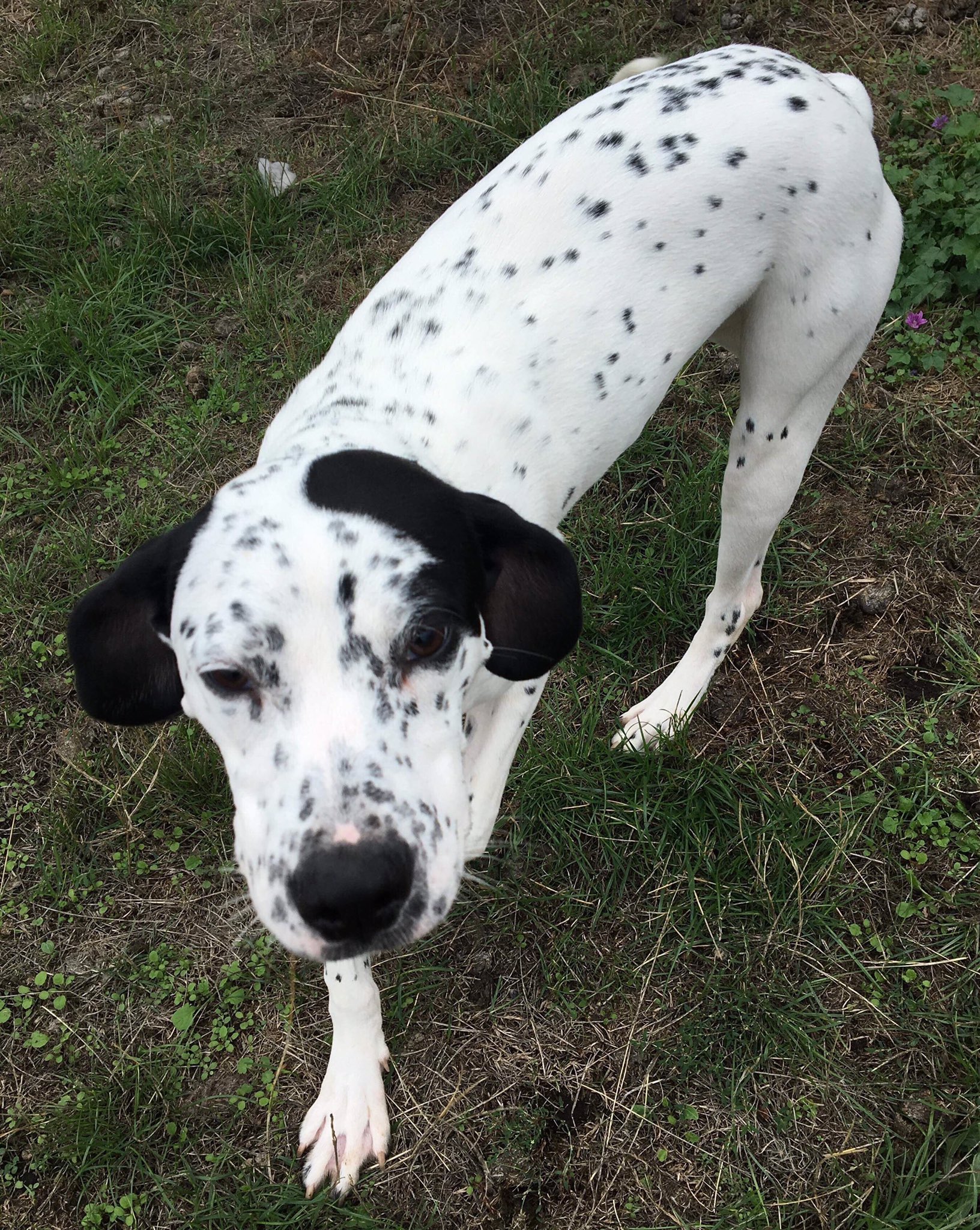 Dalmatian hotsell x pointer
